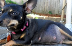 Taking Care Of Pregnant Dogs