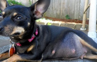 Taking Care Of Pregnant Dogs