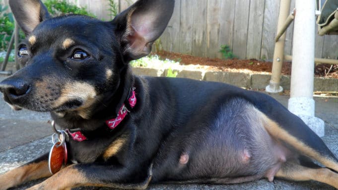 Taking Care Of Pregnant Dogs