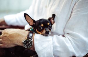 Canine Vaccination 101