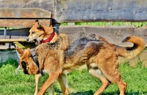 Dog Fight: What Do You Do? Image