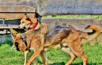 Dog Fight: What Do You Do?