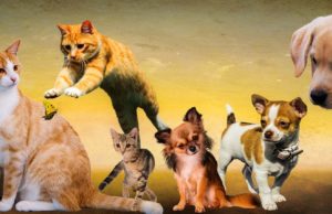 How To Understand Your Dog Better Through Body Language