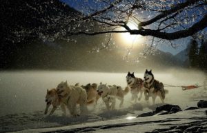 Paw-vengers: Superdogs With Superpowers