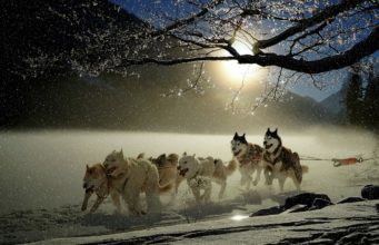 Paw-vengers: Superdogs With Superpowers