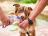 What To Look For In A Dog Caregiver
