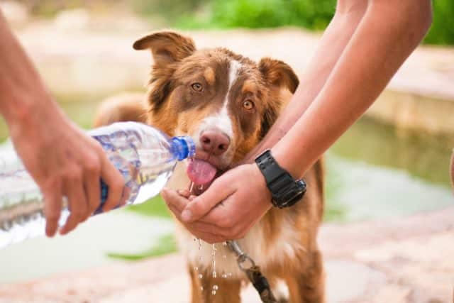 dog caregiver