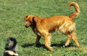 Skunk vs. Dog: What Do You Do? Skunk vs. Dog