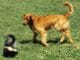 Skunk vs. Dog: What Do You Do? Skunk vs. Dog