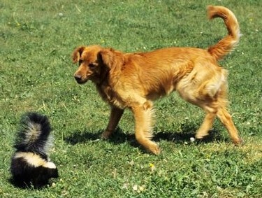 Skunk vs. Dog