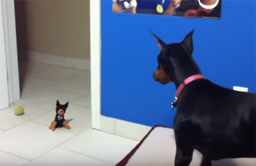 Doberman vs. Toy Doberman