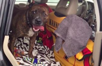 Over 5 Million Views: A Dog’s Plea For A Family Went Viral