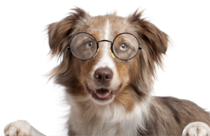 5 Tips To Make Your Dog Smarter