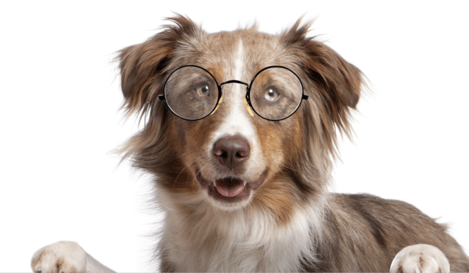 5 Tips To Make Your Dog Smarter