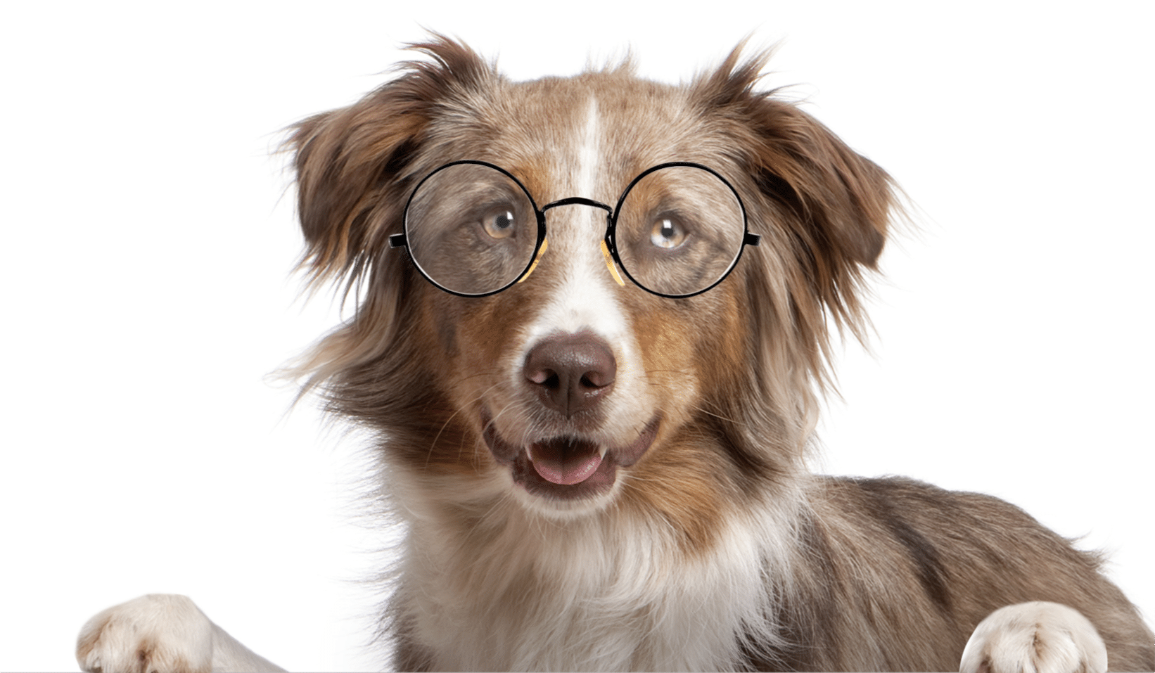 what makes a dog intelligent