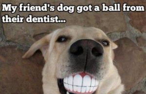 5 Funny Dog Memes