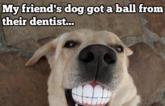 5 Funny Dog Memes