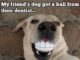 5 Funny Dog Memes