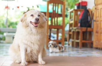 Goodbye Stinky Kisses! Tips and Tricks to Getting Rid of Bad Dog Breath