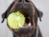How To Keep Your Dog Interested In Their Toys