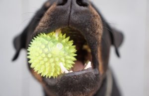 How To Keep Your Dog Interested In Their Toys