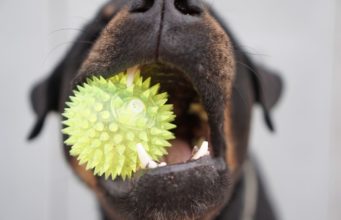 How To Keep Your Dog Interested In Their Toys