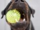 How To Keep Your Dog Interested In Their Toys