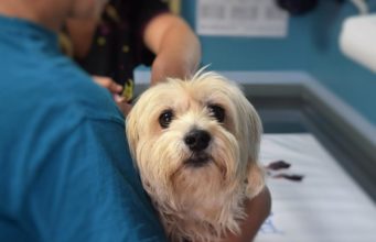 How To Perform First Aid On Dogs