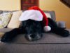 How To Prevent Holiday Party Dangers For Dogs