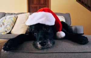 How To Prevent Holiday Party Dangers For Dogs