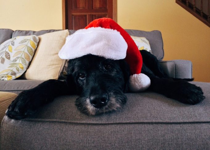 How To Prevent Holiday Party Dangers For Dogs