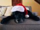 How To Prevent Holiday Party Dangers For Dogs