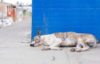 How To Treat Your Dog’s Cold With Home Remedies