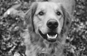 Show off That Doggie Smile: How to Brush Your Dog’s Teeth