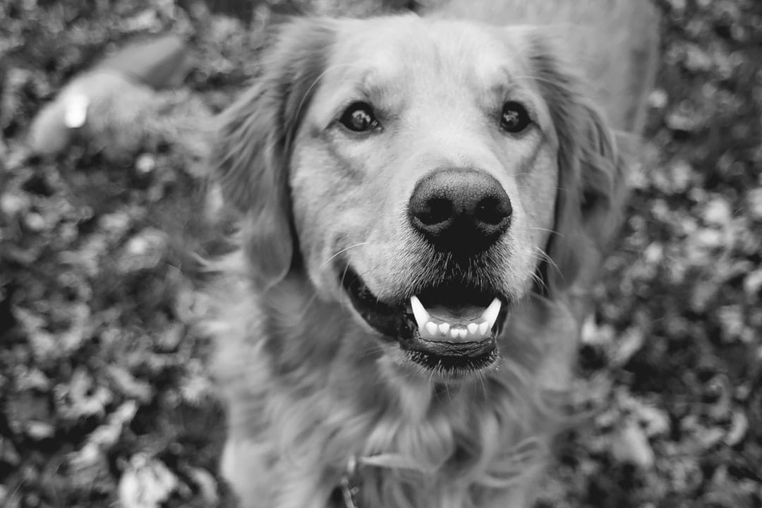 show-off-that-doggie-smile-how-to-brush-your-dog-s-teeth