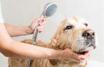 The Dreaded Bath Time: How to Wash a Big Dog at Home Without the Mess Relaxing bath for a Golden Retriever dog
