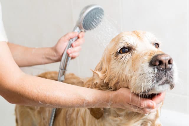 Relaxing bath for a Golden Retriever dog