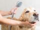 The Dreaded Bath Time: How to Wash a Big Dog at Home Without the Mess Relaxing bath for a Golden Retriever dog