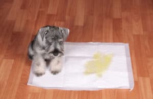 How to Potty Train a Puppy Schnauzer puppy and urine puddle in dog diaper.