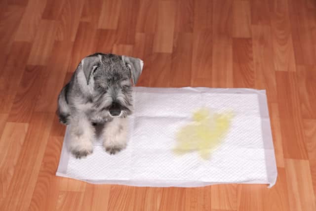 Schnauzer puppy and urine puddle in dog diaper.