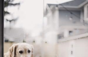 How to Introduce Your New Dog to the Family Cat Dog and Cat looking at each other through window