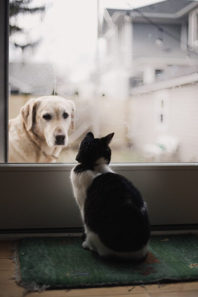 Dog and Cat looking at each other through window