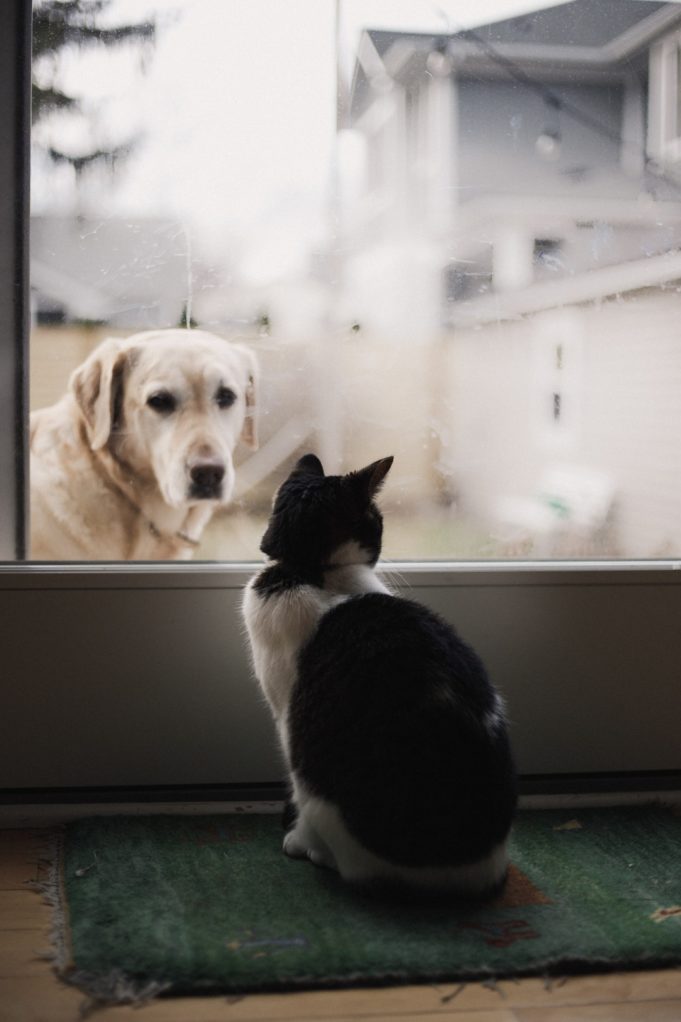 How to Introduce Your New Dog to the Family Cat Dog and Cat looking at each other through window