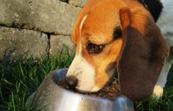Dry Store-Bought Food vs Raw Diet for Dogs: Which Is the Better Choice?