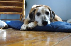 How to Stop Your Dog From Peeing Inside the House Sad Dog With Anxiety