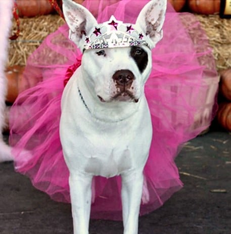 Wacky Dog Name Winner Isabella Miss Worldwide Boo Boo