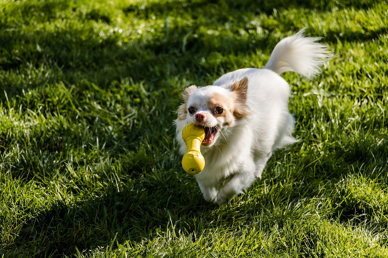 chihuahua, dog, long hair chihuahua