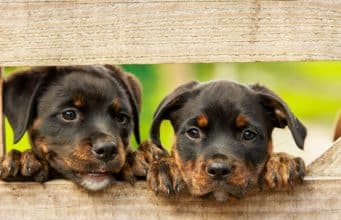 Tips On Raising A New Pup