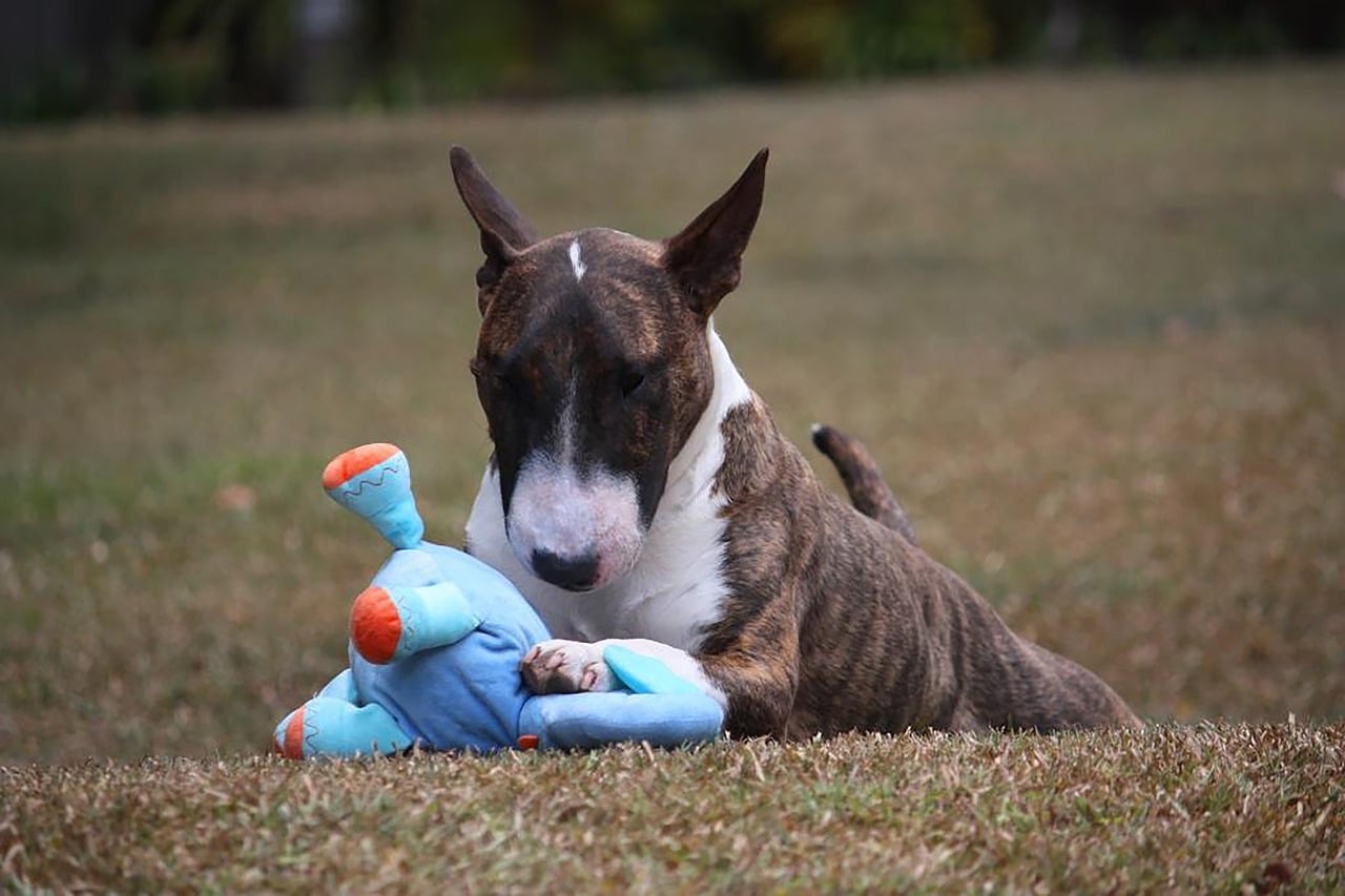 dog, bull terrier, miniature