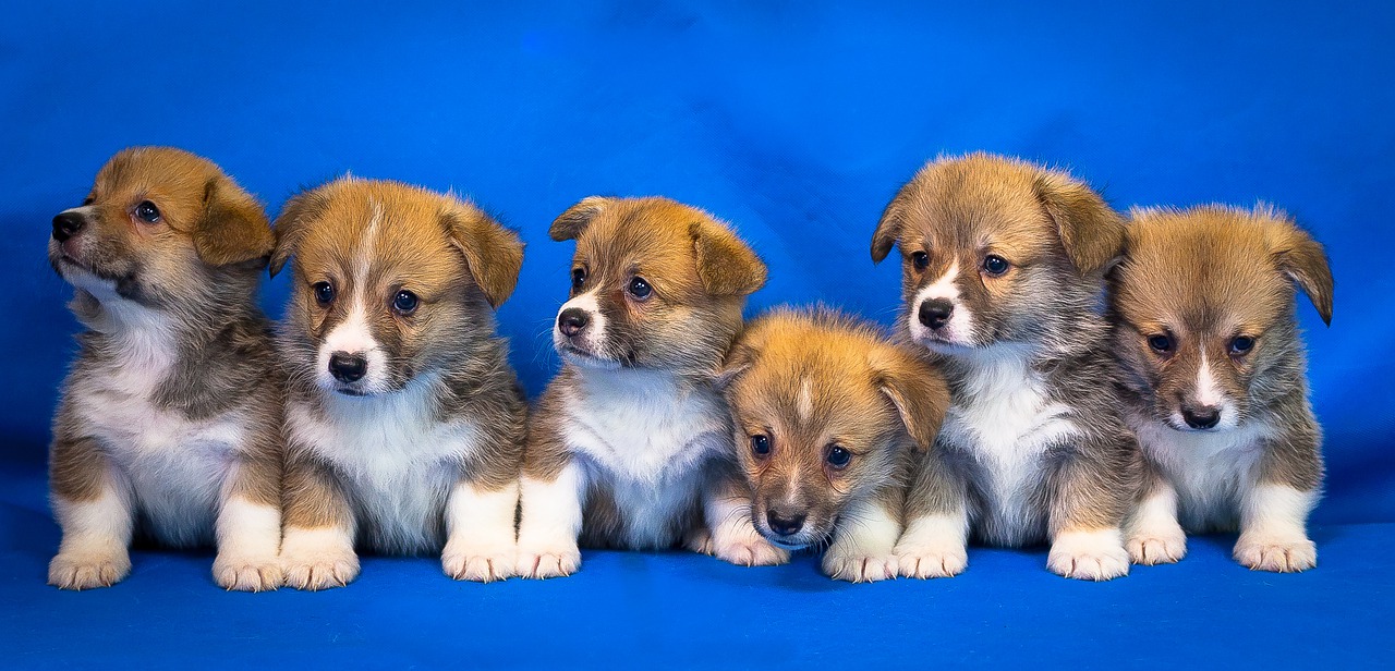 welsh corgi, pembroke, dog